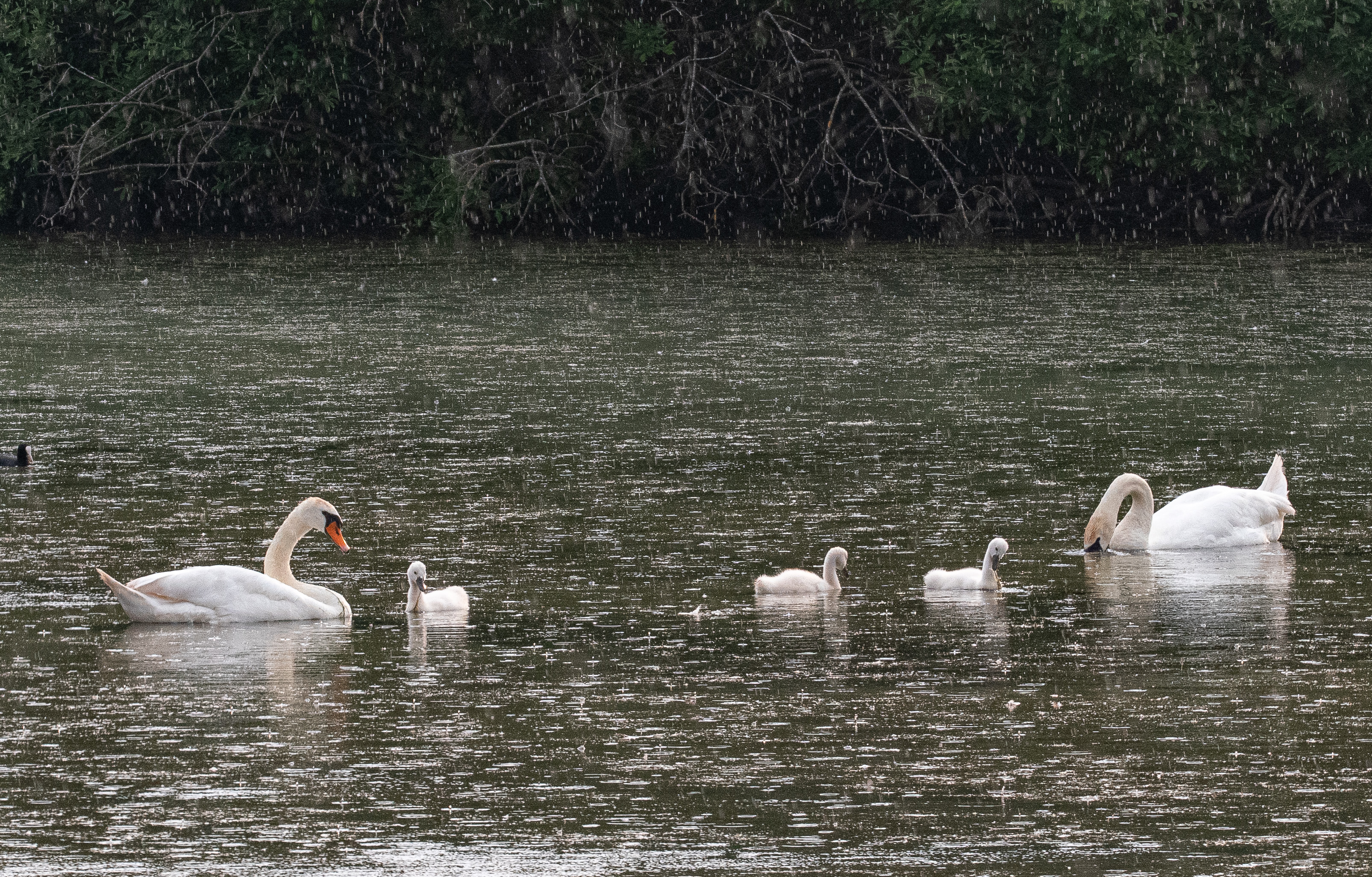 Cygnes tuberculés (Mute swan, Cygnus olor) couple adulte accompagné de 3 juvéniles maintenant âgés de 3 semaines, Dépôt 54 de la Réserve Naturelle de Mont-Bernanchon, Hauts de France.